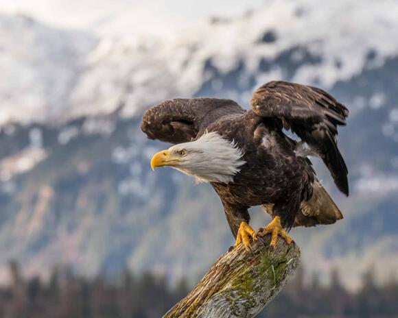 20-things-bald-eagles-do-that-make-them-supreme-hunters-newsbreak