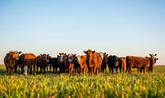 How Big Is King Ranch? Discover Its Size by Miles, Acres, Kilometers ...