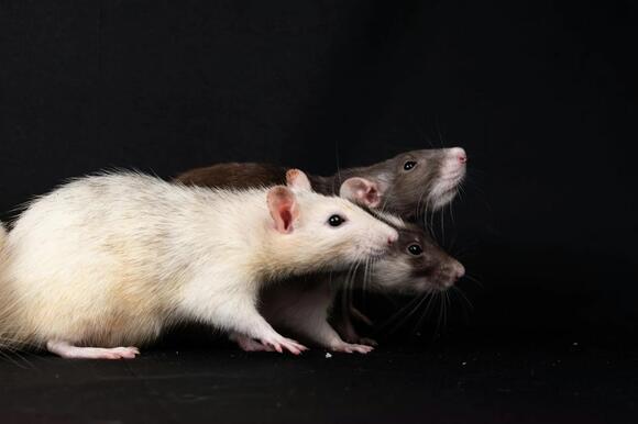 Rat Poison Laws in New Jersey: Bait Station Rules, Banned Chemicals ...