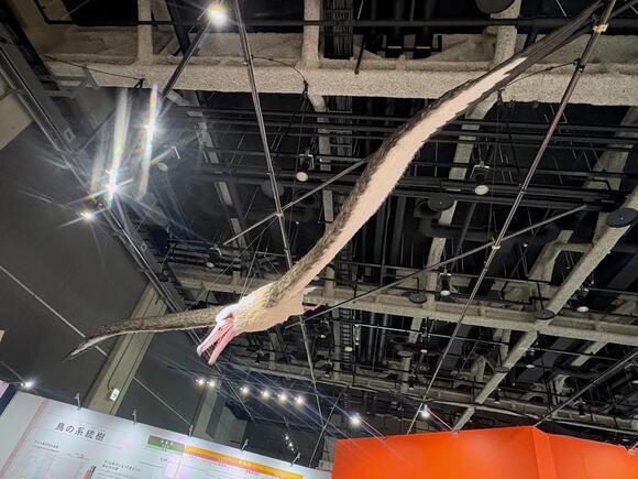 This Ancient Bird Had a Wingspan the Size of a Small Airplane - NewsBreak