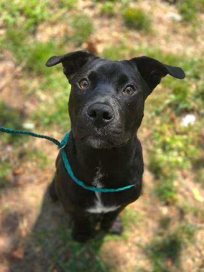 🐶 Playful, Gentle & Loyal Dogs Ready for Adoption in Westland - NewsBreak