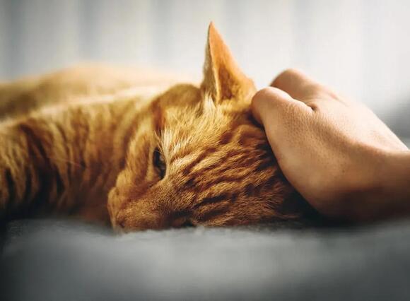 Why Your Cat’s Purr Isn’t Always a Sign of Contentment: The Hidden ...