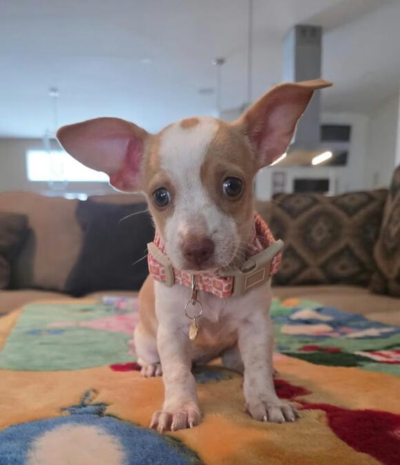 🐶 Playful, Gentle & Unique Dogs Ready for Adoption in Baltimore - NewsBreak