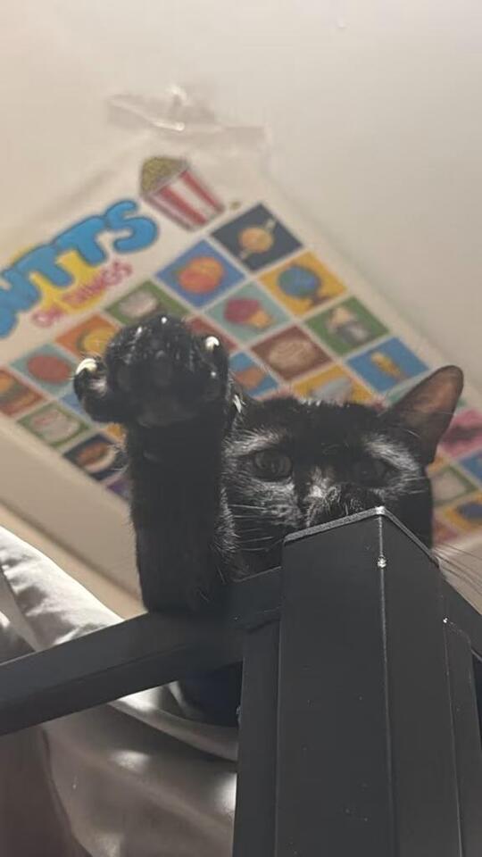 🐱 Playful, Gentle & Special-Needs Cats Ready for Adoption in the Bronx ...