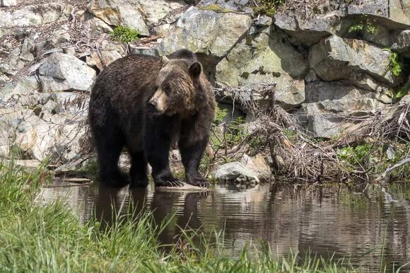 Should Bears Be Tracked With GPS in National Parks? - NewsBreak