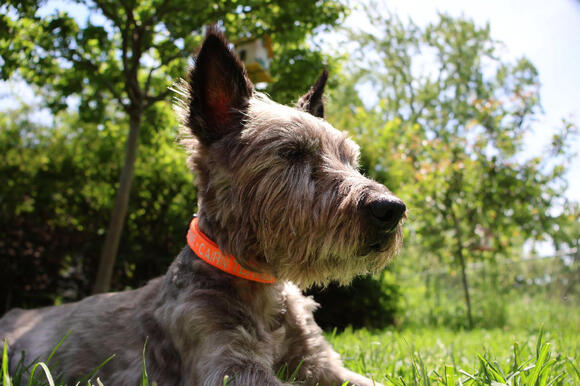 10 Scruffiest Dogs That Make Adorable Pets - NewsBreak
