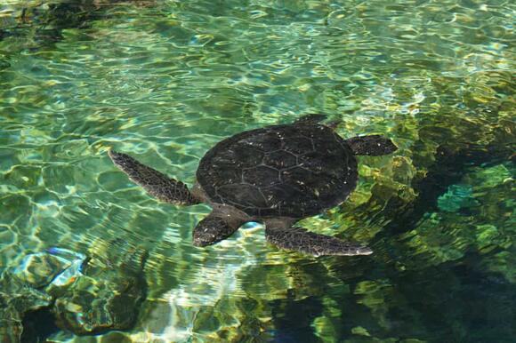 Why Sea Turtles Are Dying in Record Numbers—And What’s Being Done to ...