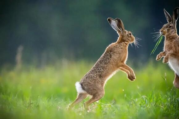 7 Astonishing Facts About Domestic Rabbits That Will Change Your Mind ...