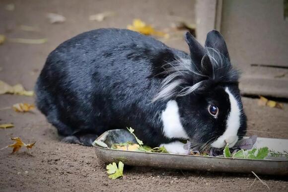 Rabbit Hunting Season in Iowa: Dates, Limits, and Rules for 2026-27 ...