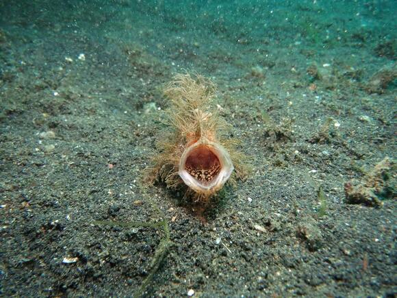 12 Marine Predators With the Most Unique Hunting Skills - NewsBreak