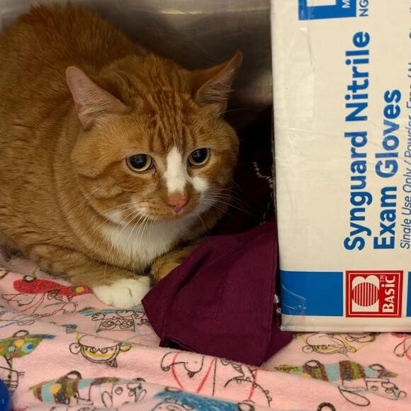 🐱 Sweet Murray Cats Ready for Adoption at Humane Society of Utah ...