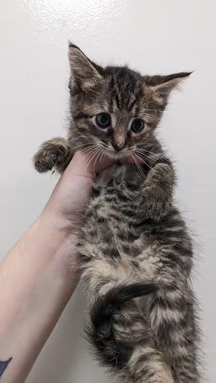 🐱 Playful, Gentle & Curious Cats Ready for Adoption in Cleveland ...
