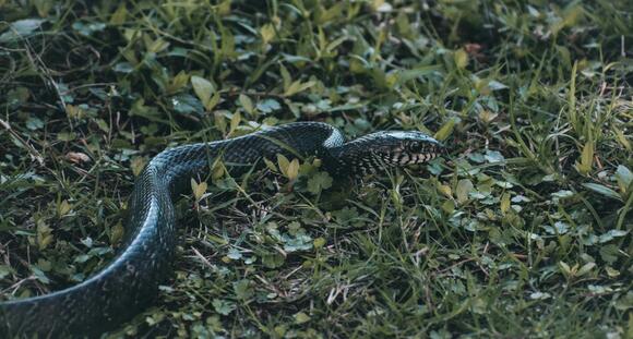 DeSoto Parish Woman Escapes Dining Room Table After Snake Removal ...