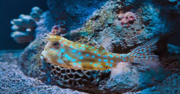 Discover 5 Types of Sea Animals With Shells (and Why They Have Them ...