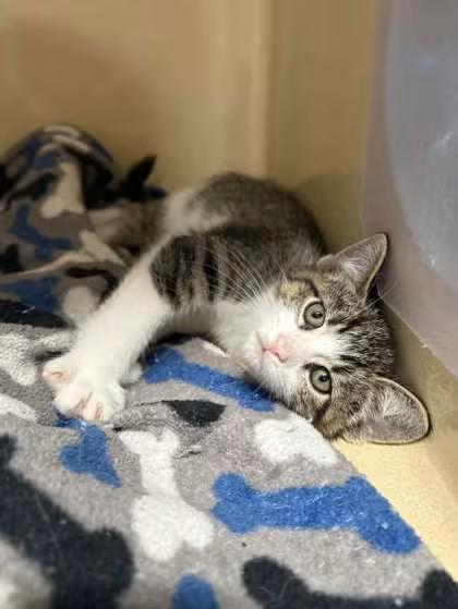 🐱 Sweet Penn Yan Cats and Kittens Ready for Adoption Nearby - NewsBreak
