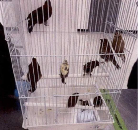 Man smuggled live birds in his underpants from Cuba to Miami, feds say ...