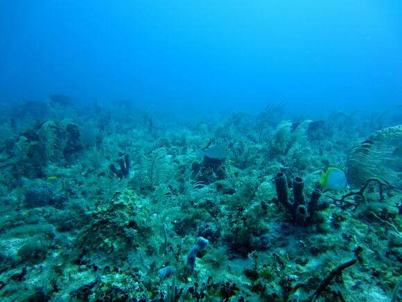 How Microbial Blooms in Ancient Oceans May Have Triggered Mass ...
