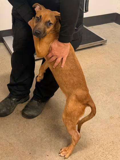 🐶 Playful, Gentle & Loyal Dogs Ready for Adoption in Cleveland - NewsBreak