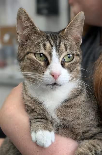 🐱 Sweet Shelter Cats Ready for Adoption in Canfield, Ohio - NewsBreak
