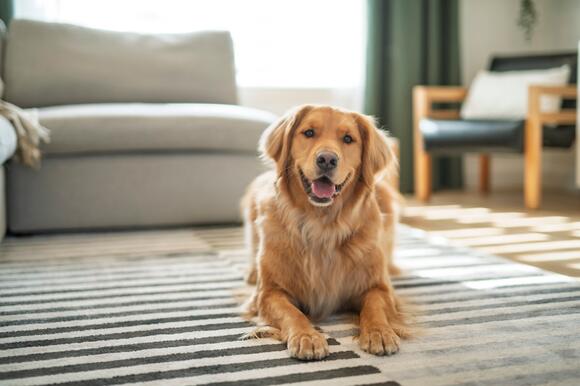 Golden Retriever Adorably Accepts His Unique Consequences of Stealing