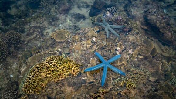 Starfish Can Regrow Their Arms, But One Species Takes It a Step Further ...