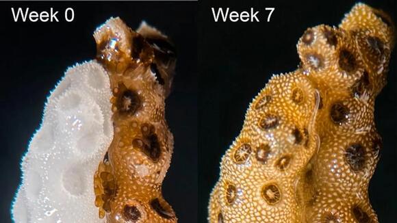 In California, bleached corals recovered in weeks, but only when ...