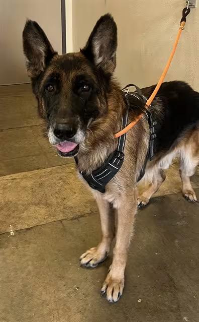 🐶 Playful Shepherds & Labs Ready for Adoption in Ontario, CA - NewsBreak
