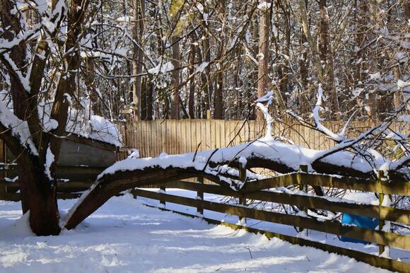 Forked River animal refuge damaged by blizzard, seeks donations - NewsBreak