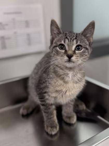 🐱 Playful, Gentle & Curious Cats Ready for Adoption in Cleveland ...