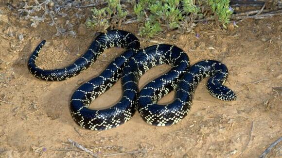 20 Snake Adaptations That Defy Evolution - NewsBreak