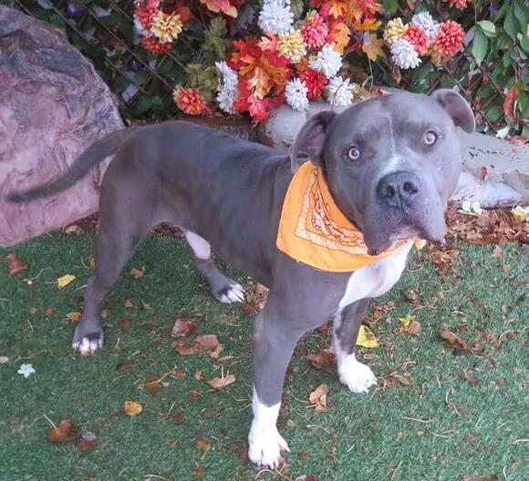 🐶 Playful, Gentle & Loyal Dogs Ready for Adoption in Oklahoma City ...