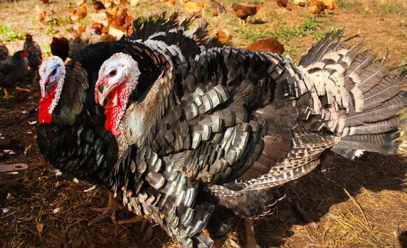 Chickenosaurus: Could Scientists Actually Reverse-Evolve a Dinosaur ...