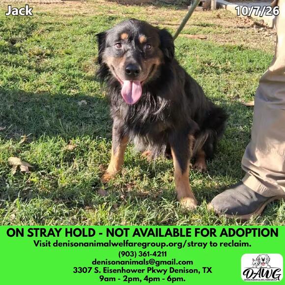 🐶 Loyal Herding Dogs Waiting on Stray Hold in Denison, TX - NewsBreak