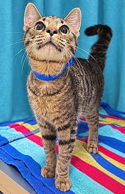 🐱 Sweet Sanford Cats Ready to Join Loving Florida Homes - NewsBreak