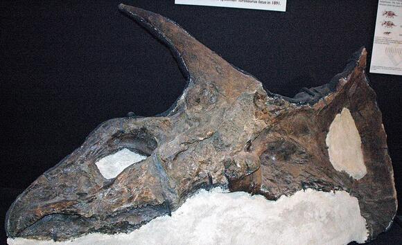 Was the Triceratops Just a Young Torosaurus? The Ongoing Debate - NewsBreak
