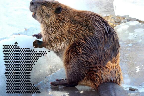 5 Long Extinct Animals That Once Roamed Minnesota - NewsBreak