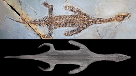 First-Ever Lariosaurus With Preserved Skin Is One Of The Most Complete ...
