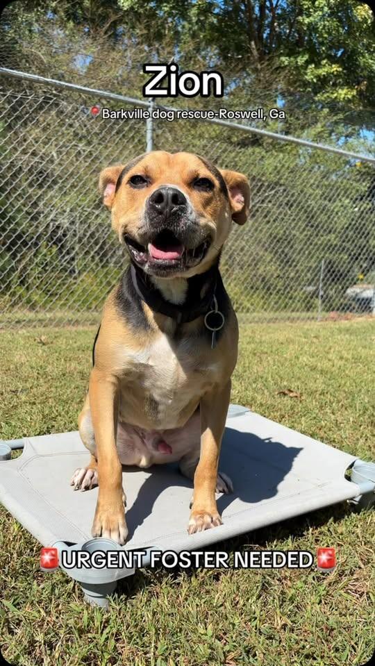 Foster or adopt Zion, a trained shepherd mix - NewsBreak