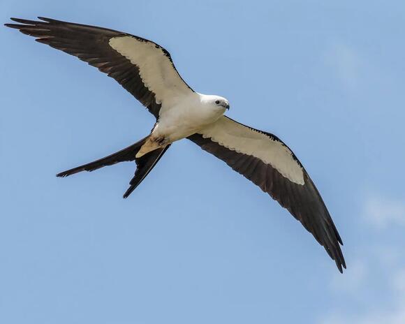These Birds Can Predict Earthquakes Hours in Advance - NewsBreak