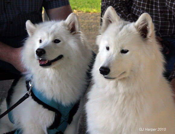 Why Some US Cities Are Banning Certain Dog Breeds - NewsBreak