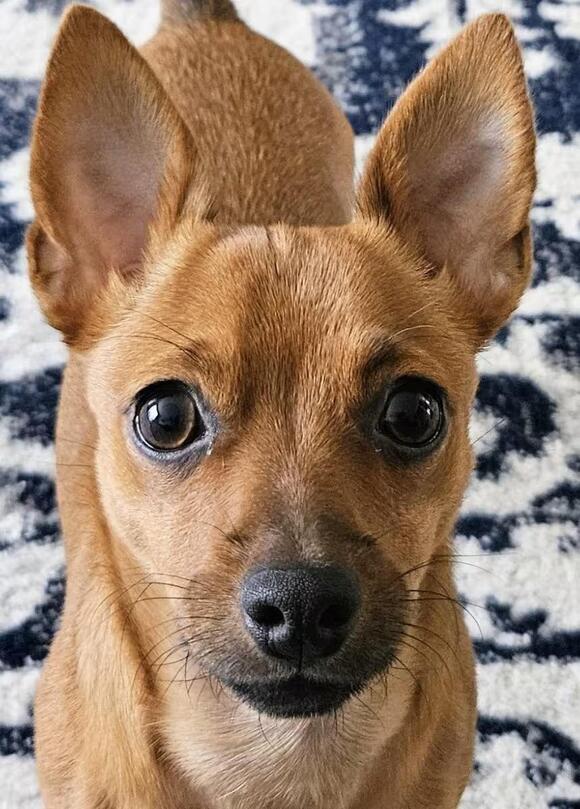 🐶 Playful, Loyal & Loving Dogs Ready for Adoption in Elizabethtown ...