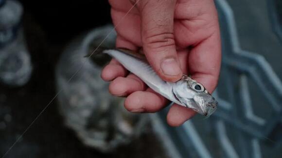 What Do You Call a Baby Fish? The Answer Is Something You'd Do to ...