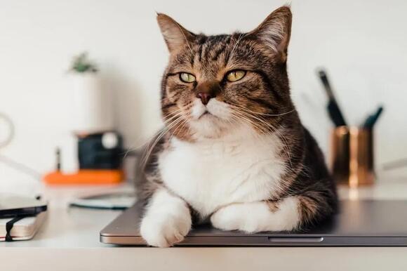7 Clever Tricks Cats Use to Get Exactly What They Want From You - NewsBreak