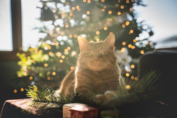 10 Signs Your Cat Considers You Their Emotional Home - NewsBreak