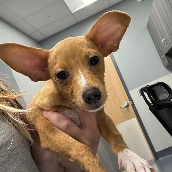 🐶 Gentle Collies, Chihuahuas & More Dogs Ready in St. Joseph - NewsBreak