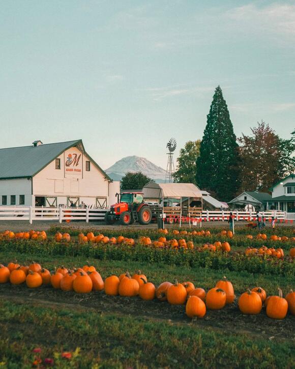 Pumpkin Patches in Washington State 2026 - NewsBreak