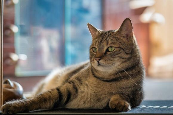 6 Common Cat Myths About Aging Debunked And 6 Truths About Senior 
