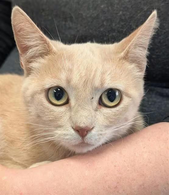 🐱 Sweet Shelter Cats in Canfield — Adopt Your New Friend - NewsBreak