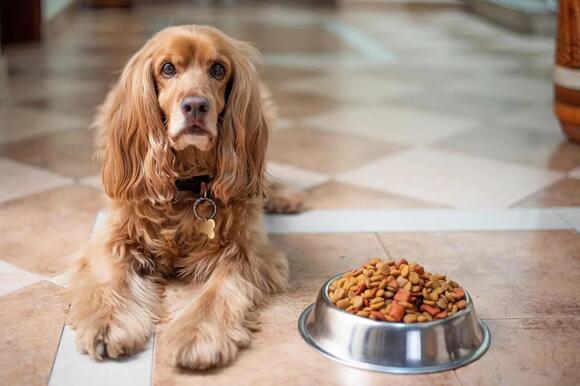 15 Gentle Comforts an Ageing Dog Looks For Once the House Feels Much ...