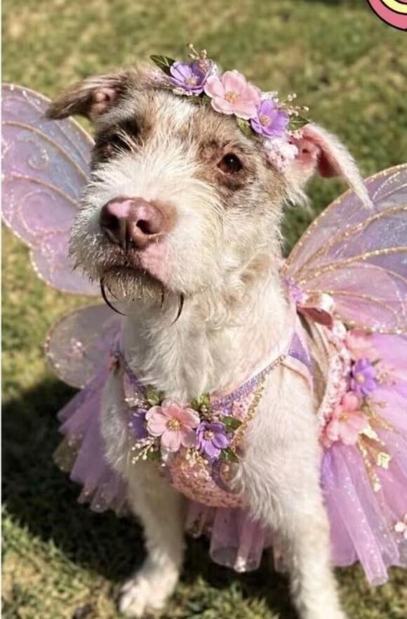 🐶 Playful, Gentle & Loyal Dogs Ready for Adoption in Silver Spring ...